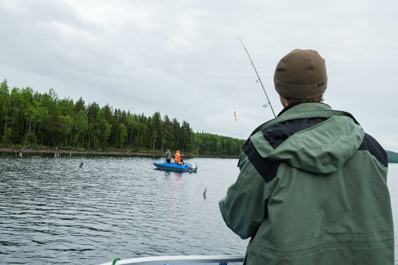 Лососевая рыбалка на озере Пяозеро, север Карелии